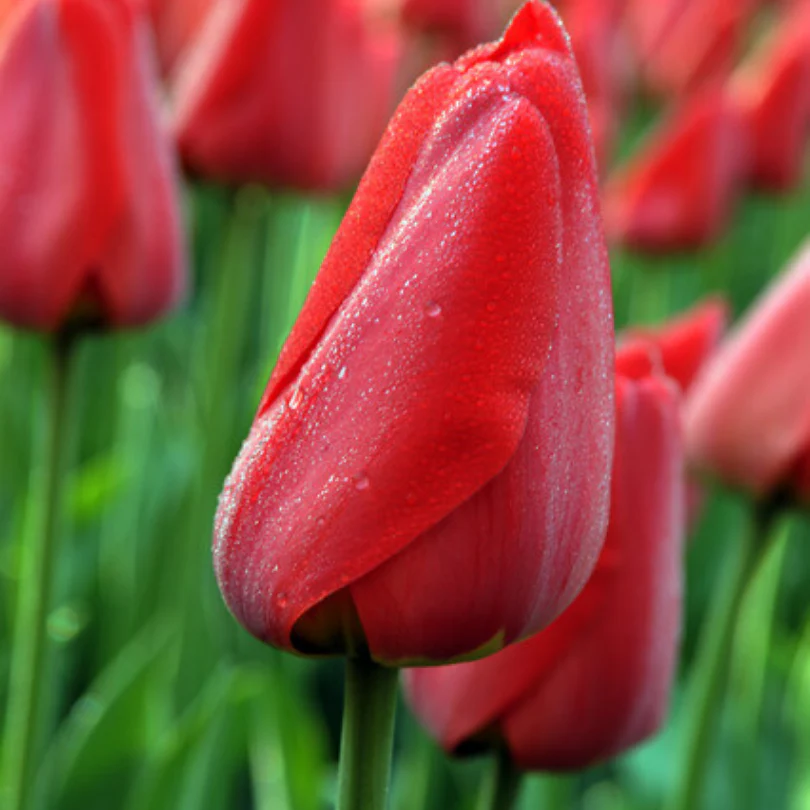 'Parade' Tulip - Image 3