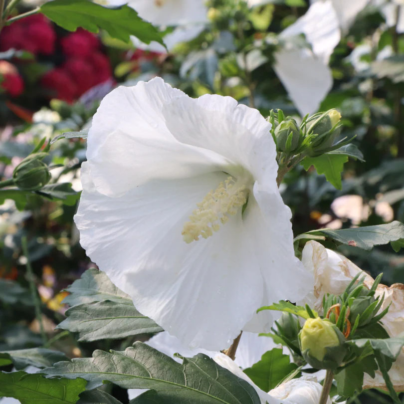 Paraplu® Pure White Rose of Sharon (Hibiscus) - Image 5