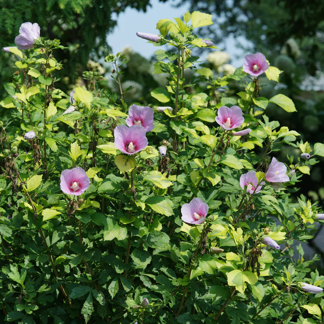Paraplu Adorned® Rose of Sharon (Hibiscus)