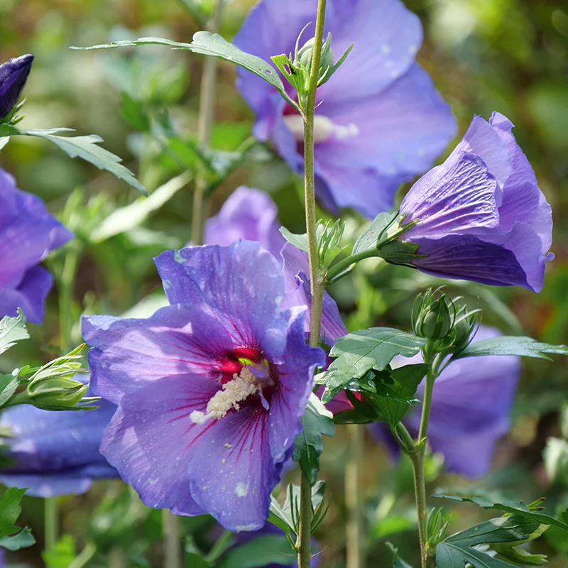 Paraplu Violet® Rose of Sharon (Hibiscus)