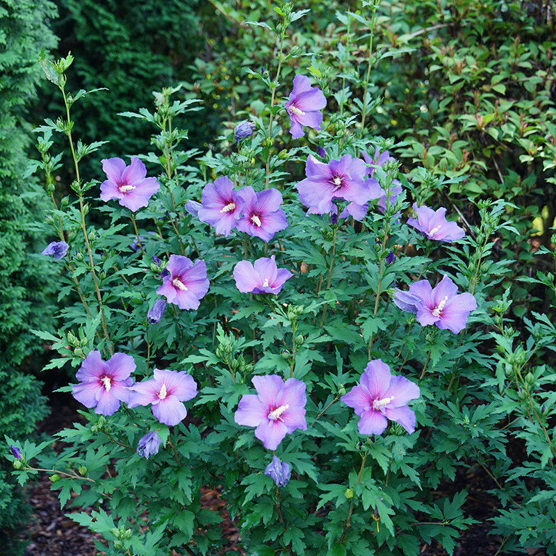 Paraplu Violet® Rose of Sharon (Hibiscus) - Image 2