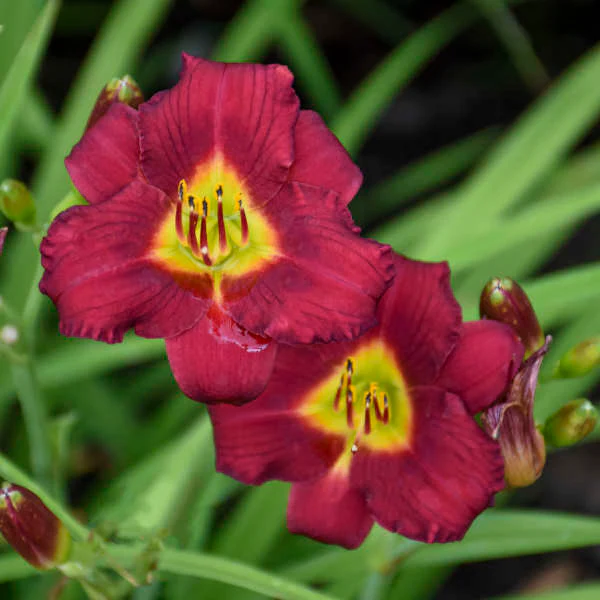 'Pardon Me' Daylily (Hemerocallis)