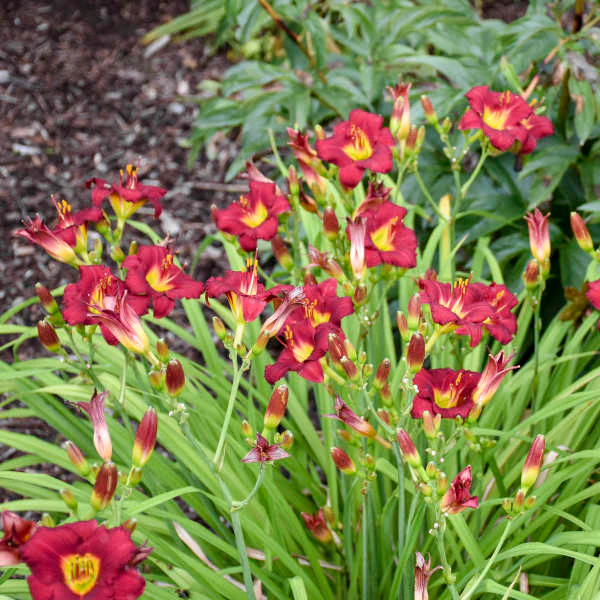'Pardon Me' Daylily (Hemerocallis) - Image 2