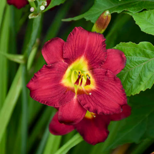 'Pardon Me' Daylily (Hemerocallis) - Image 3