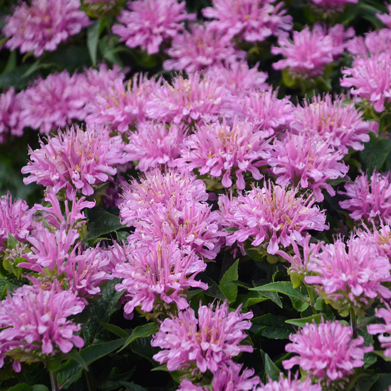'Pardon My Lavender' Bee Balm - Image 2