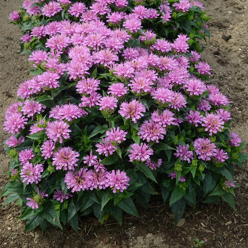 'Pardon My Lavender' Bee Balm - Image 3
