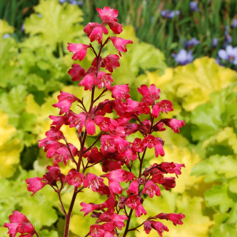 'Paris' Coral Bells (Heuchera) - Image 2
