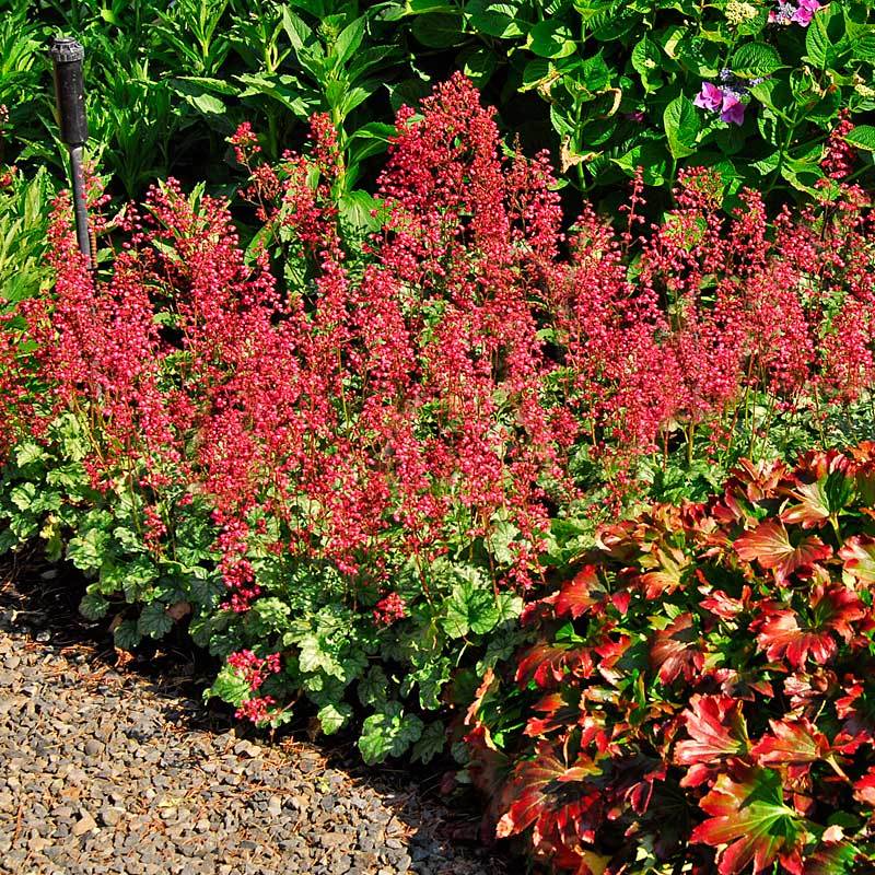 'Paris' Coral Bells (Heuchera) - Image 3