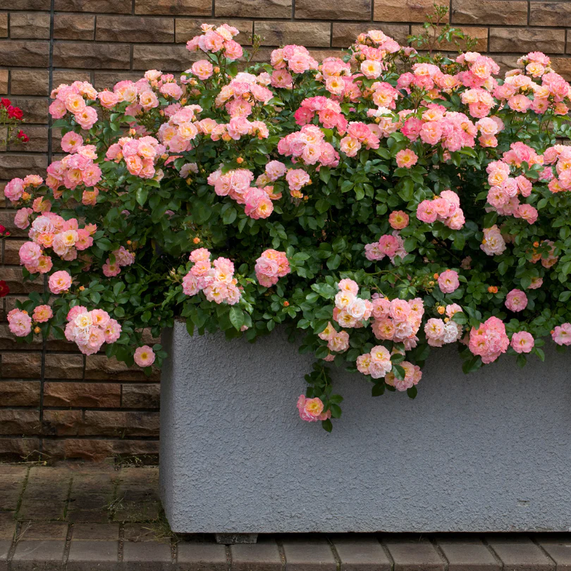 Peach Drift® Rose - Image 3