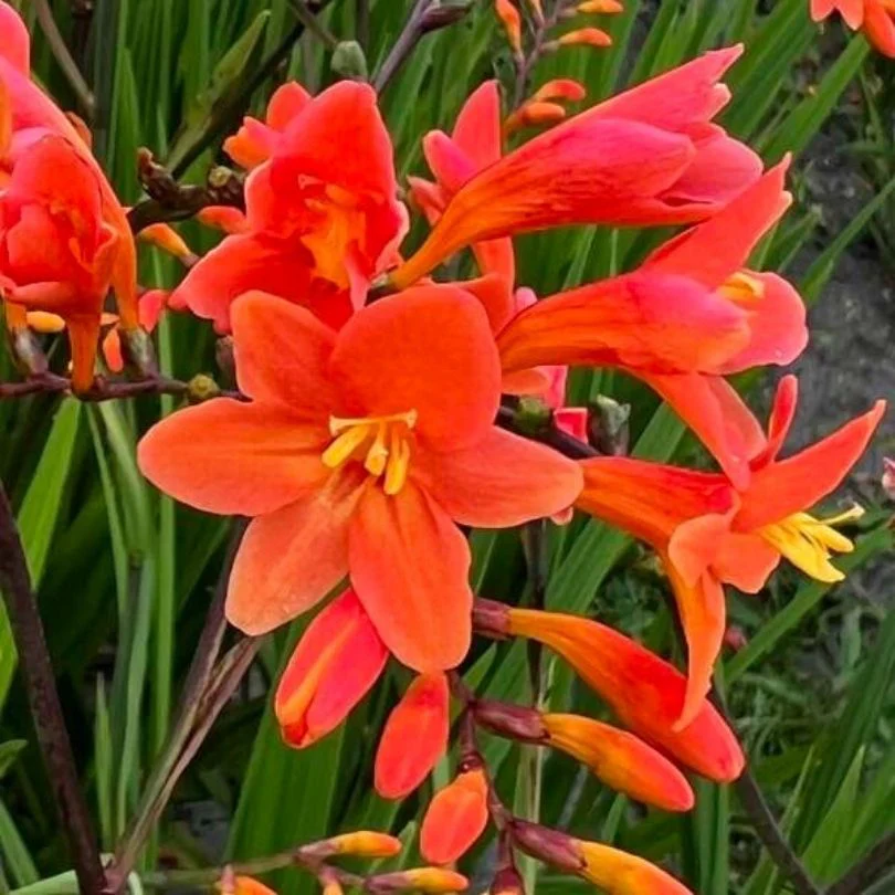 ‘Peach Melba’ Montbretia (Crocosmia)