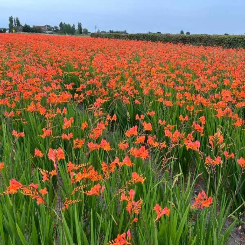 ‘Peach Melba’ Montbretia (Crocosmia) - Image 2