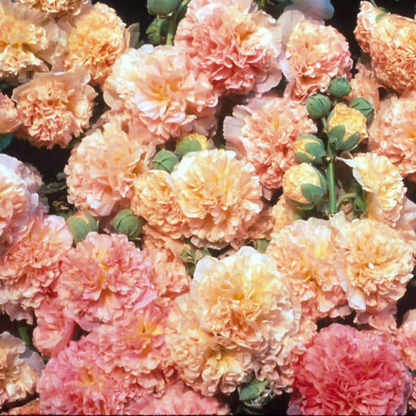 Peaches 'N' Dreams Hollyhock (Alcea) - Image 2