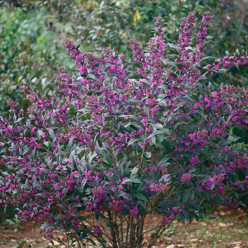 Pearl Glam® Beautyberry (Callicarpa) - Image 2