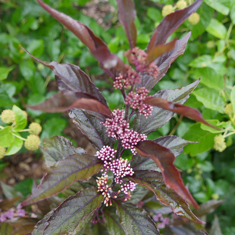 Pearl Glam® Beautyberry (Callicarpa) - Image 4