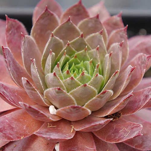 'Peggy' Hens & Chicks - Image 2