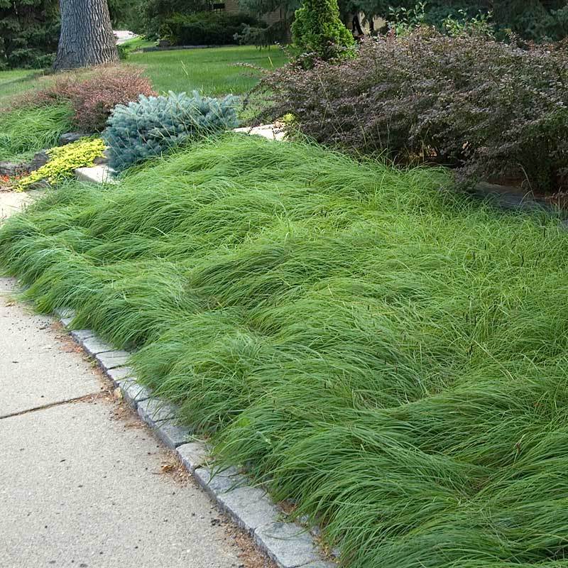 Pennsylvania Sedge (Carex)