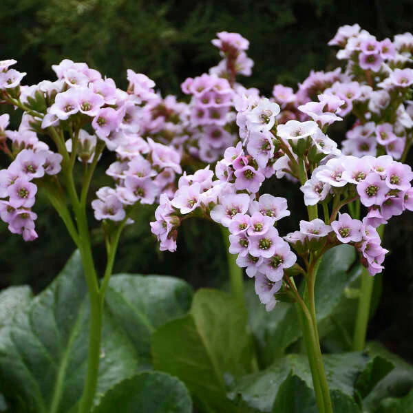 'Peppermint Patty' Pigsqueak (Bergenia)