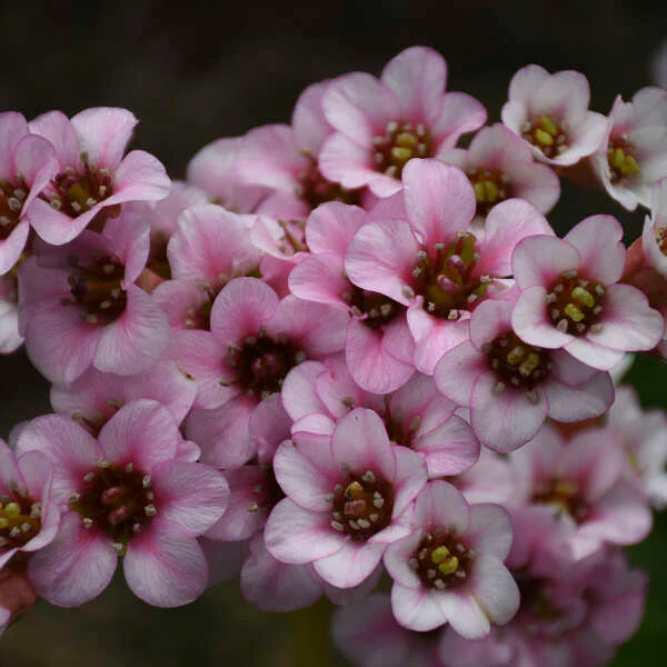 'Peppermint Patty' Pigsqueak (Bergenia) - Image 2