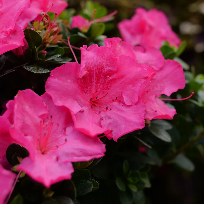 Perfecto Mundo Epic Pink™  Reblooming Azalea (Rhododendron) - Image 3