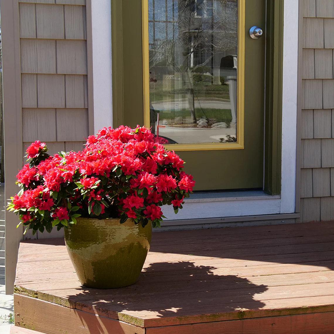 Perfecto Mundo® Red Reblooming Azalea (Rhododendron) - Image 3