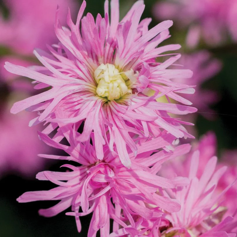 'Petite Jenny' Ragged Robin (Lychnis)