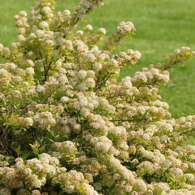 Pickleball™ Ninebark (Physocarpus)