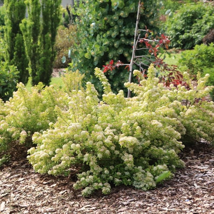 Pickleball™ Ninebark (Physocarpus) - Image 3