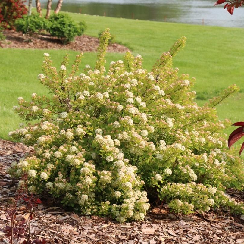 Pickleball™ Ninebark (Physocarpus) - Image 4