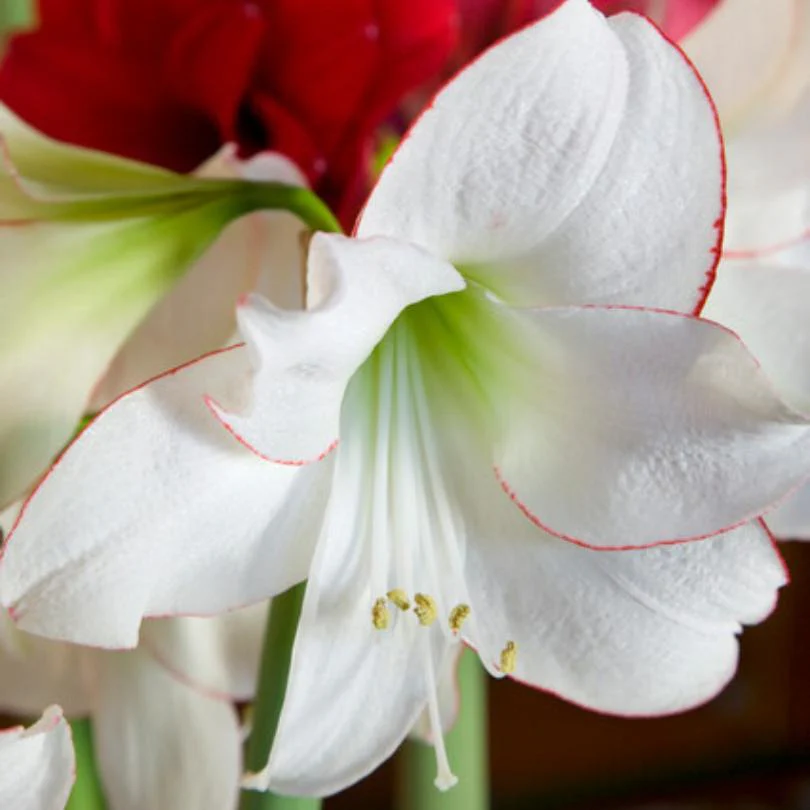 'Picotee' Amaryllis Bulb - Image 4