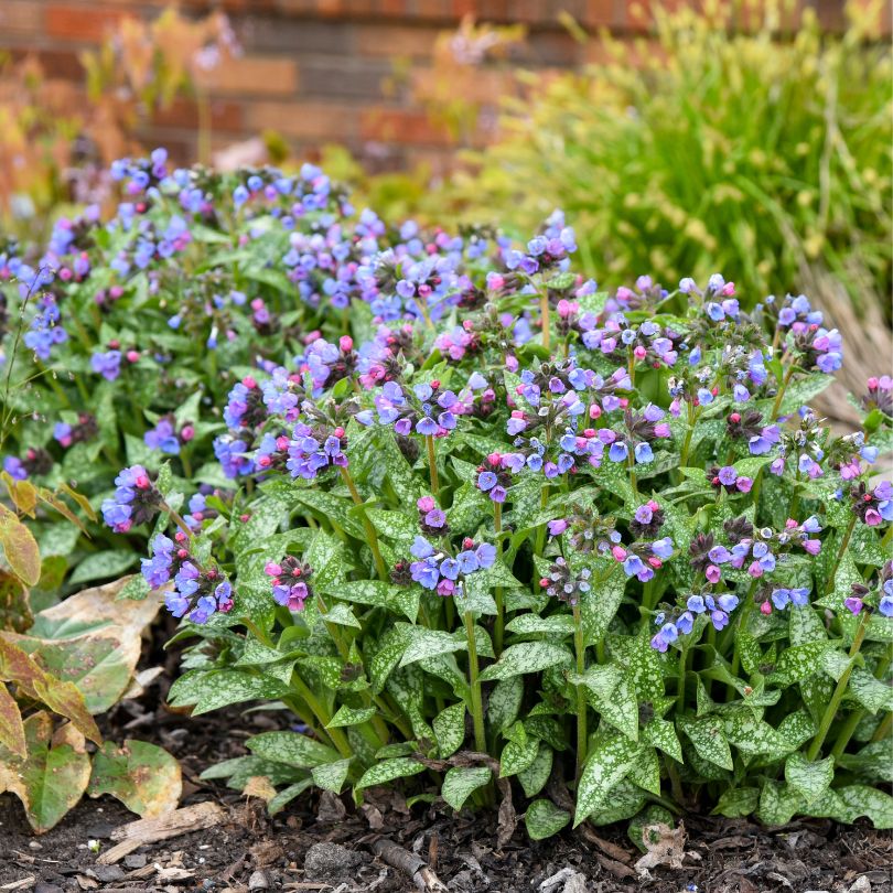 'Pink-a-Blue' Lungwort (Pulmonaria)