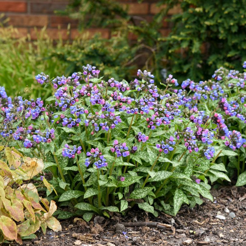 'Pink-a-Blue' Lungwort (Pulmonaria) - Image 3