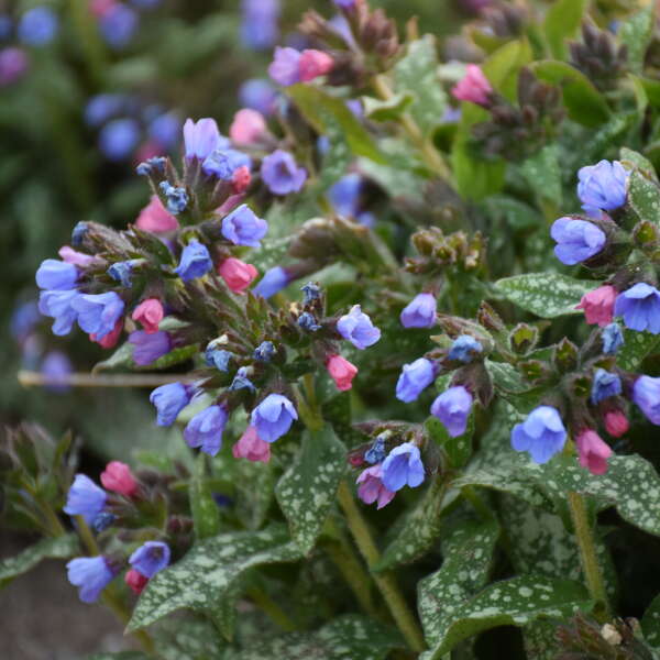 'Pink-a-Blue' Lungwort (Pulmonaria) - Image 5