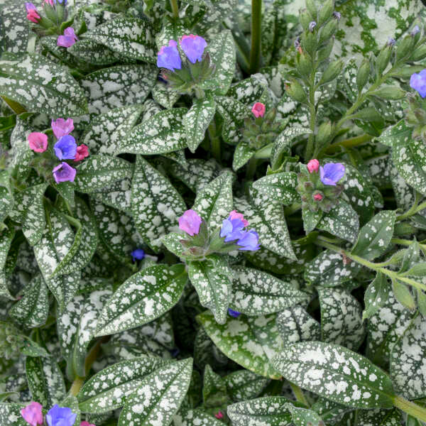 'Pink-a-Blue' Lungwort (Pulmonaria) - Image 6
