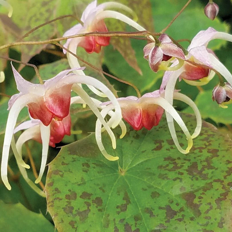 'Pink Champagne' Barrenwort (Epimedium)