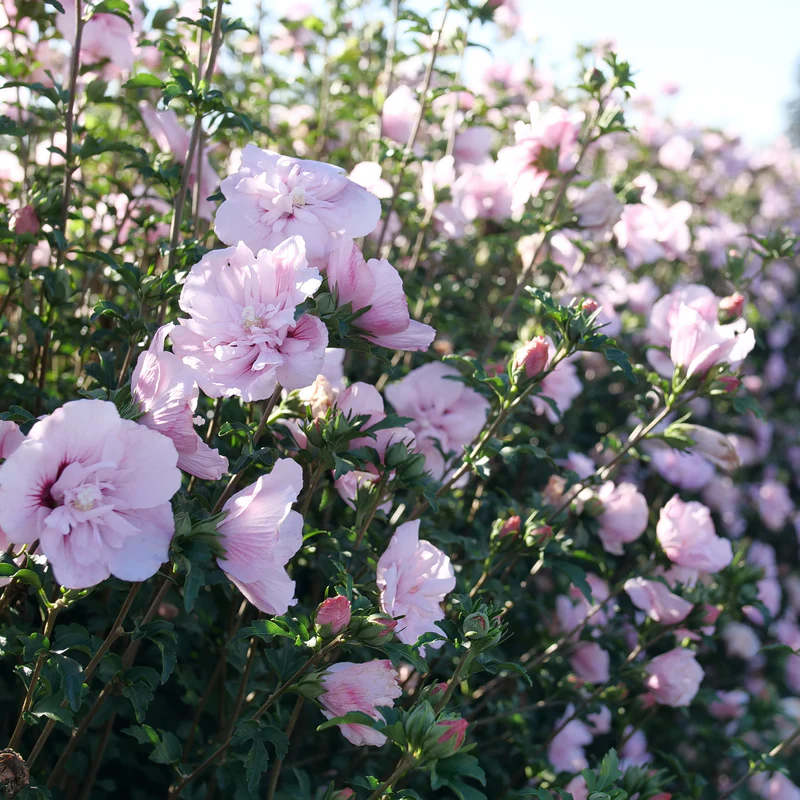 Pink Chiffon® Rose of Sharon (Hibiscus)