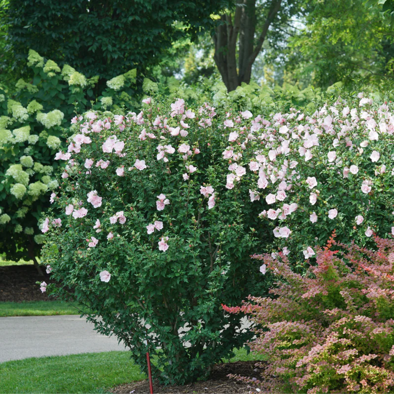 Pink Chiffon® Rose of Sharon (Hibiscus) - Image 5