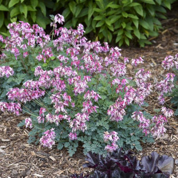 'Pink Diamonds' Bleeding Heart (Dicentra) - Image 5