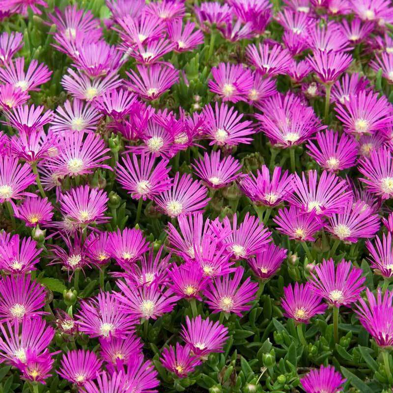 Pink Ice Plant (Delosperma)