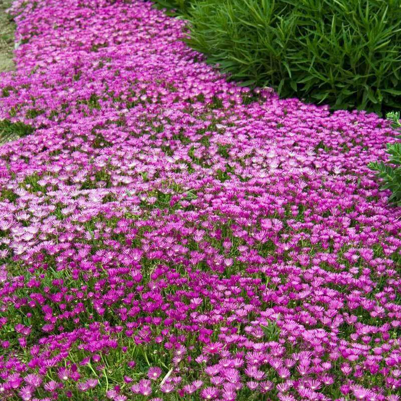 Pink Ice Plant (Delosperma) - Image 2