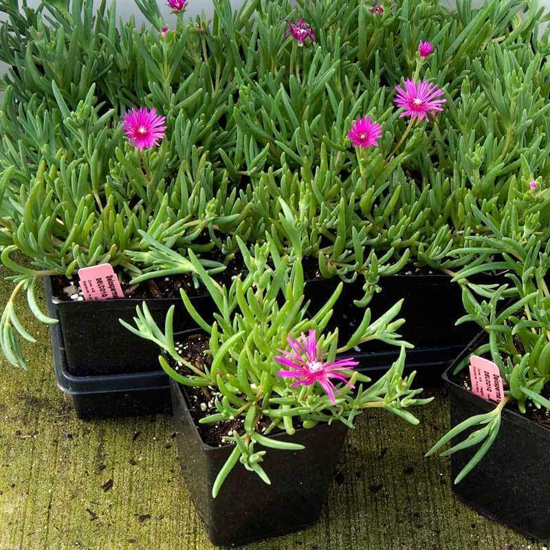 Pink Ice Plant (Delosperma) - Image 4