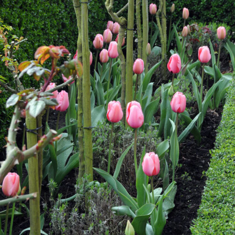 'Pink Impression' Tulip - Image 3