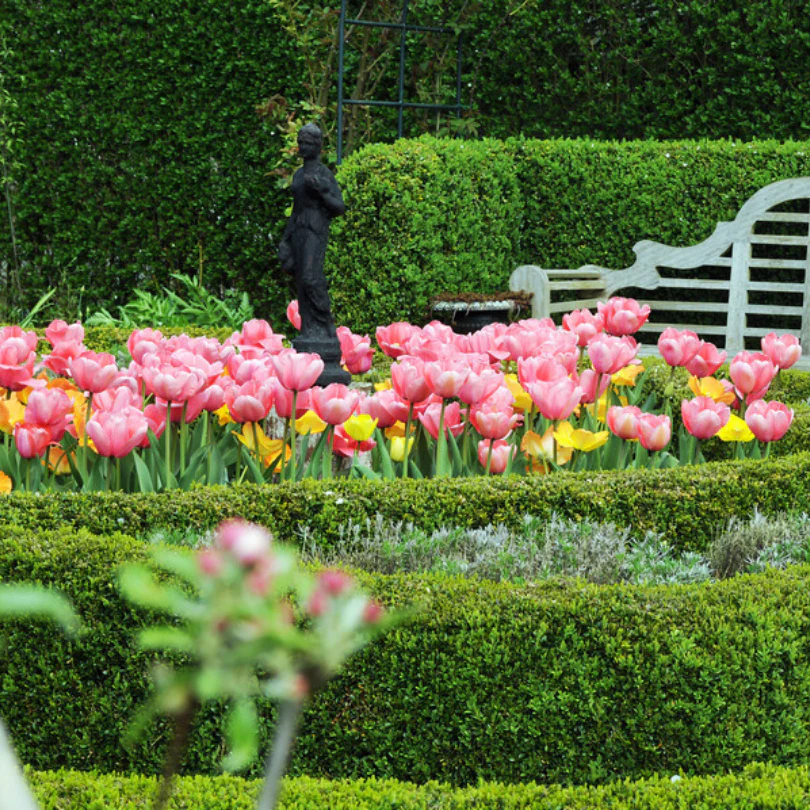 'Pink Impression' Tulip - Image 4