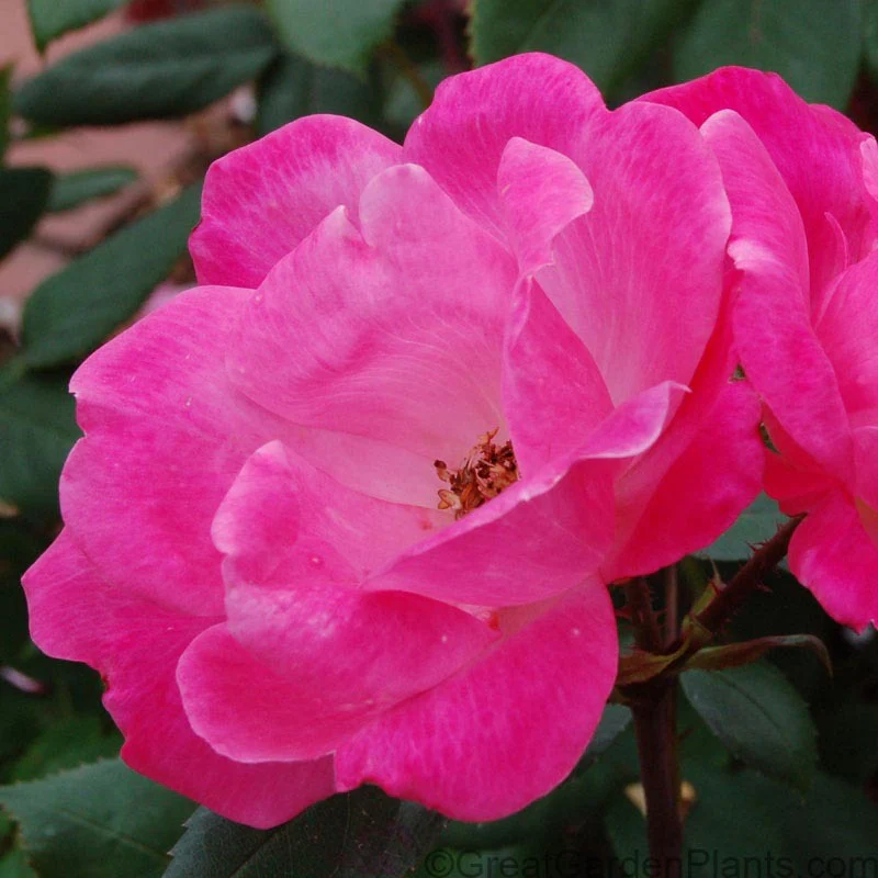 Pink Knock Out® Rose - Image 2