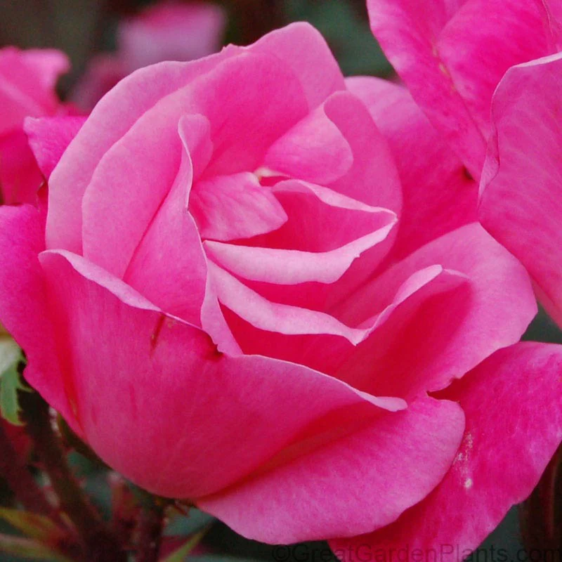 Pink Knock Out® Rose - Image 3