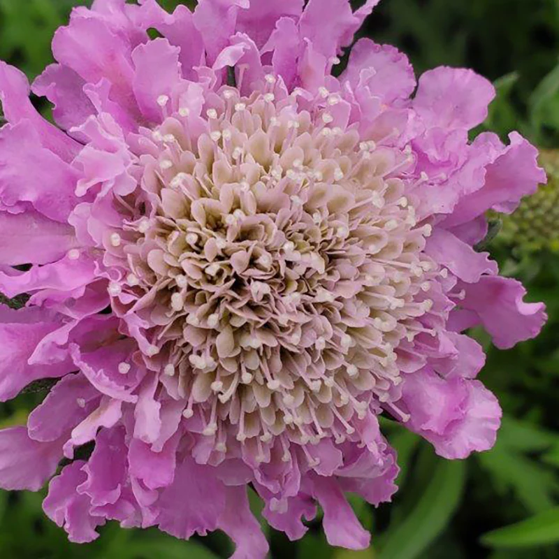 'Pink Mist' Pincushion Flower (Scabiosa) - Image 2