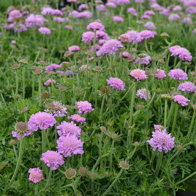 'Pink Mist' Pincushion Flower (Scabiosa) - Image 3