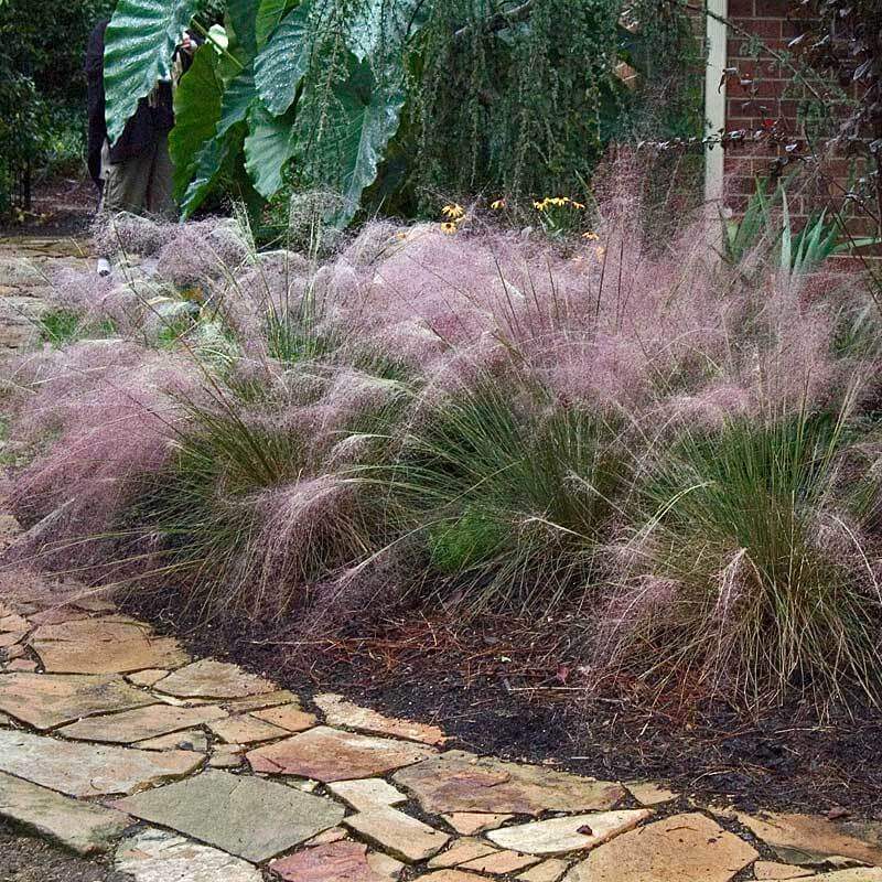 Pink Muhly Grass (Muhlenbergia) - Image 3