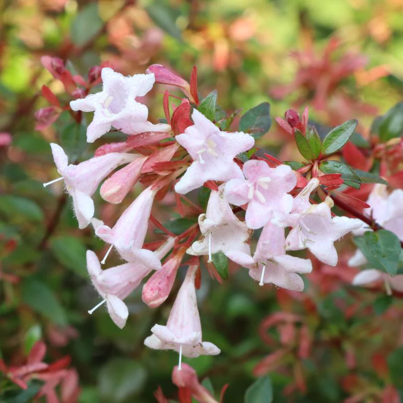 Pink Piñata™ Abelia - Image 3