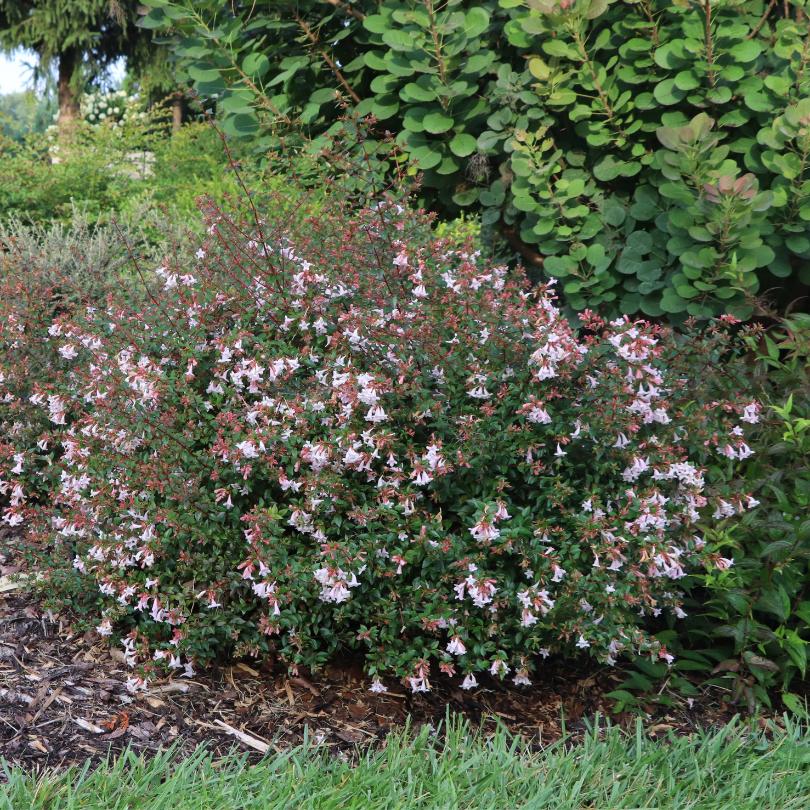Pink Piñata™ Abelia - Image 4