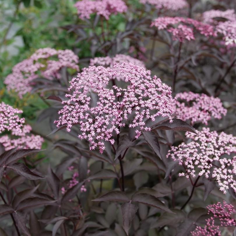 Pink Pony™ Elderberry (Sambucus)